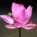 Lotus, pink